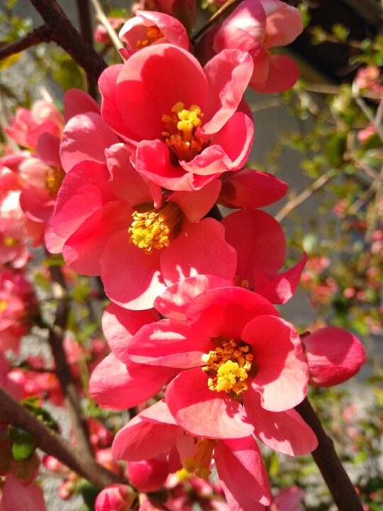 Фотография под названием "Весенние цветы" - Оксана Верстюк, Подлинное произведение искусства, Цифровая фотография