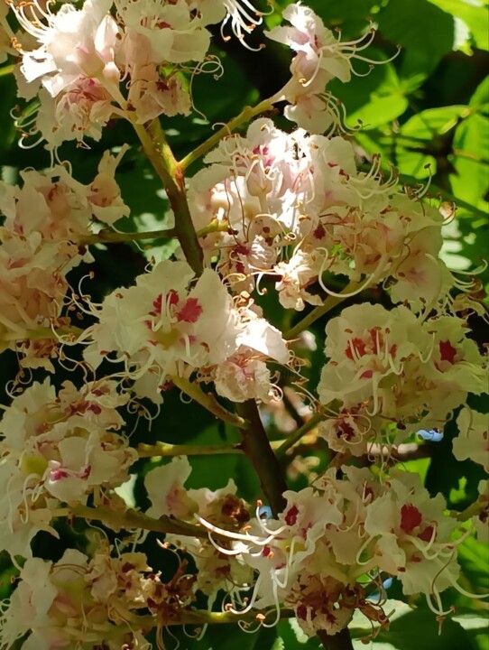 Фотография под названием "Chestnut flowers" - Оксана Верстюк, Подлинное произведение искусства, Цифровая фотография