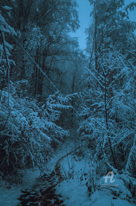 摄影 标题为“Forêt des Carpates…” 由Oleg Andrienko, 原创艺术品, 数码摄影
