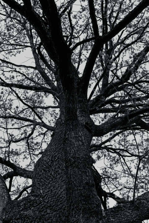 Fotografie getiteld "arbre de la vie" door Oleg Andrienko, Origineel Kunstwerk, Digitale fotografie