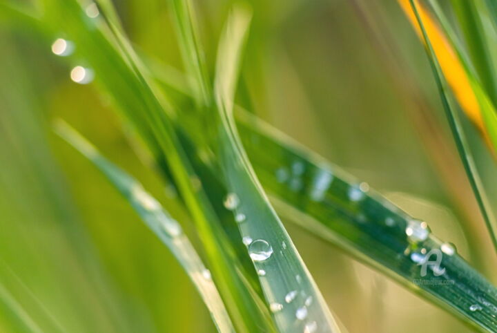Фотография под названием "green grass with bl…" - Олег Марчак, Подлинное произведение искусства, Цифровая фотография
