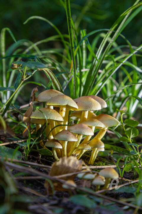Photographie intitulée "Forest mushrooms 4" par Oleg Marchak, Œuvre d'art originale, Photographie numérique