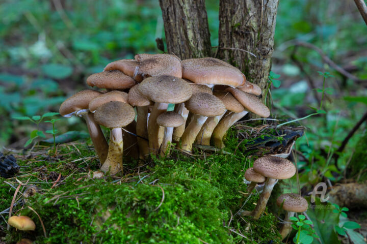 Photography titled "Forest mushrooms  6" by Oleg Marchak, Original Artwork, Digital Photography