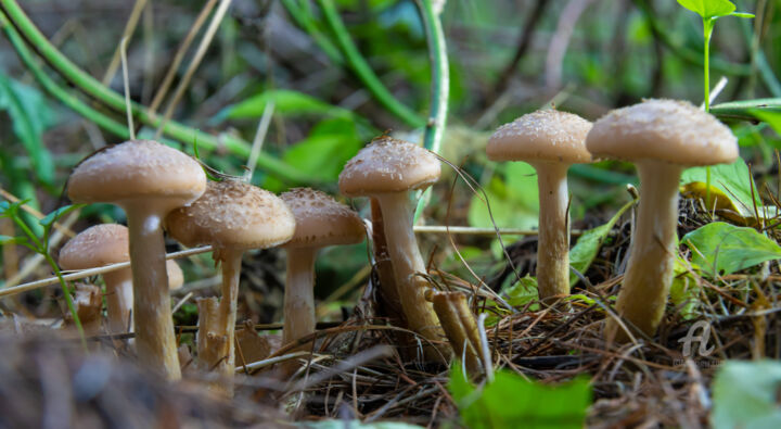 Photographie intitulée "Forest mushrooms 7" par Oleg Marchak, Œuvre d'art originale, Photographie numérique