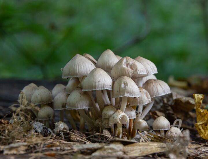 Photography titled "Forest mushrooms 9" by Oleg Marchak, Original Artwork, Digital Photography