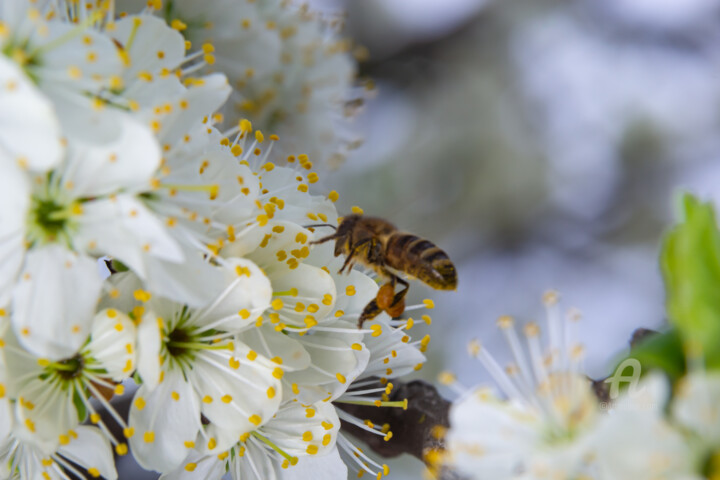 Фотография под названием "Honey bee flies, fe…" - Олег Марчак, Подлинное произведение искусства, Не манипулируемая фотография