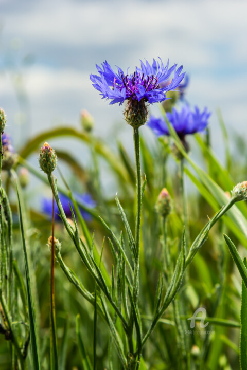 Photographie intitulée "Cornflower, Centaur…" par Oleg Marchak, Œuvre d'art originale, Photographie non manipulée