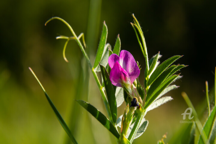 Photography titled "Vicia lathyroides,…" by Oleg Marchak, Original Artwork, Non Manipulated Photography