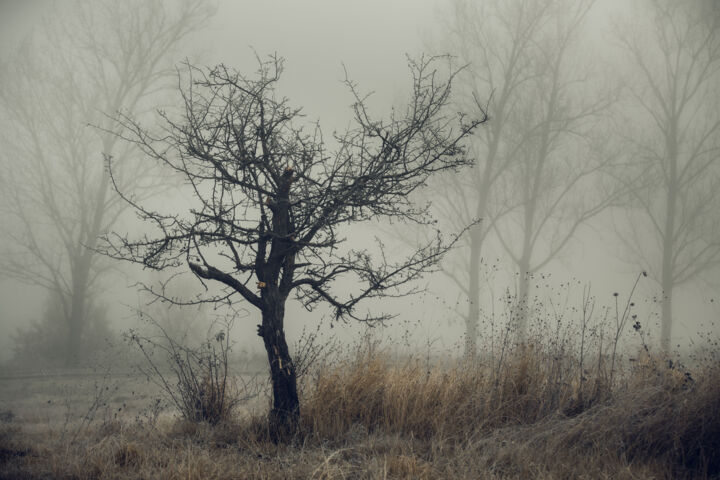 Fotografia intitolato "Lonely tree in the…" da Oleg Sukhenko, Opera d'arte originale, Fotografia digitale