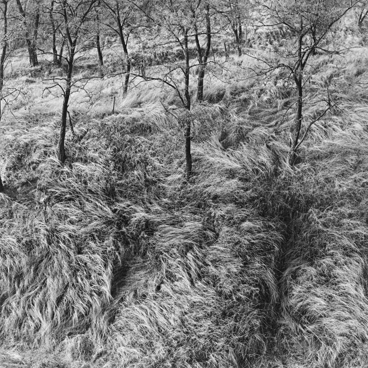 Fotografía titulada "Wavy grass, Ukraine…" por Oleg Kasko, Obra de arte original, Fotografía analógica