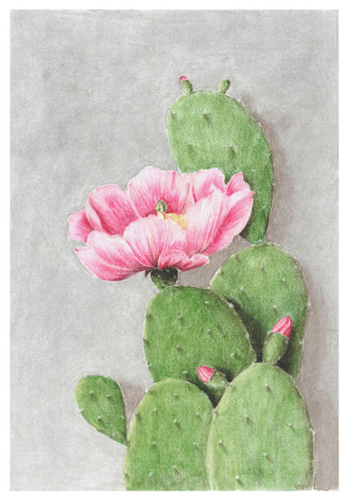 Dibujo titulada "Opuntia" por Olga Shashok, Obra de arte original, Pastel