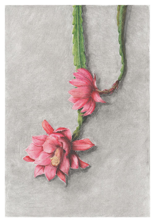 Desenho intitulada "Blooming epiphyllum" por Olga Shashok, Obras de arte originais, Pastel