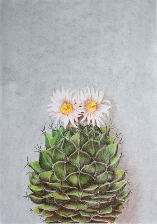 Dessin intitulée "Flowering cactus Ob…" par Olga Shashok, Œuvre d'art originale, Pastel