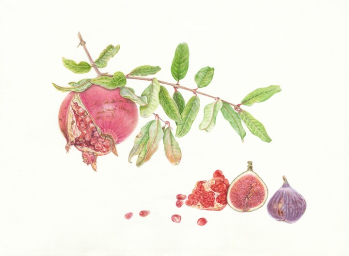 绘画 标题为“Pomegranate, figs,…” 由Olga Akimtseva, 原创艺术品, 水彩