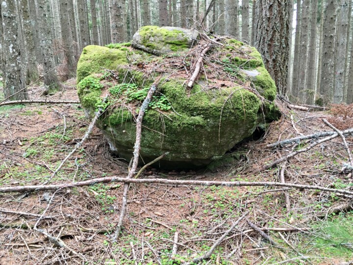 Fotografia zatytułowany „Forest.” autorstwa Olga Liutova-Amplatz, Oryginalna praca, Fotografia cyfrowa