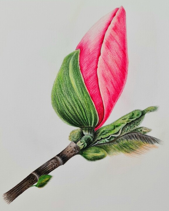 Peinture intitulée "Magnolia bud" par Olga Poruchikova, Œuvre d'art originale, Crayon