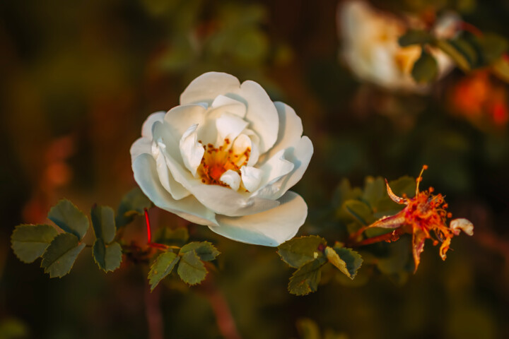 Photographie intitulée "Wild rose" par Olga Strogonova, Œuvre d'art originale, Photographie numérique
