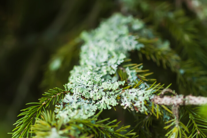 Photography titled "Lichen on fir-tree…" by Olga Strogonova, Original Artwork, Digital Photography