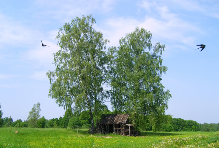 Photography titled "Swallows flying ove…" by Olga Strogonova, Original Artwork, Digital Photography