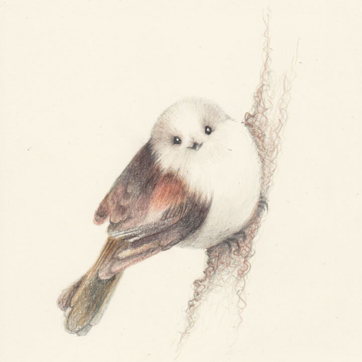 Drawing titled "048 Bird on the bra…" by Olga Trifonova, Original Artwork, Pencil