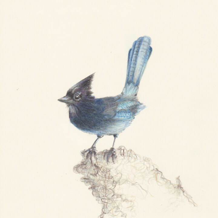 Drawing titled "050 Blue bird" by Olga Trifonova, Original Artwork, Pencil