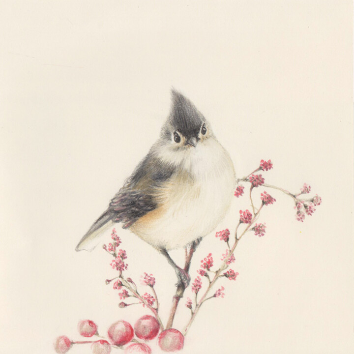 Drawing titled "Bird" by Olga Trifonova, Original Artwork, Pencil