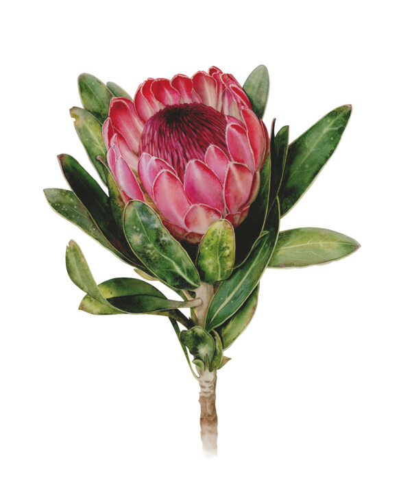 Painting titled "Protea" by Olha Korniienko, Original Artwork, Watercolor Mounted on Wood Stretcher frame