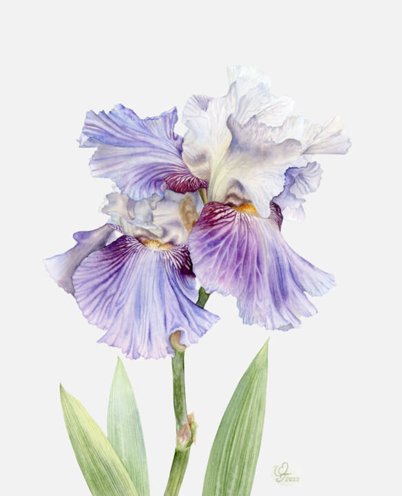 Картина под названием "Iris flower" - Olha Korniienko, Подлинное произведение искусства, Акварель