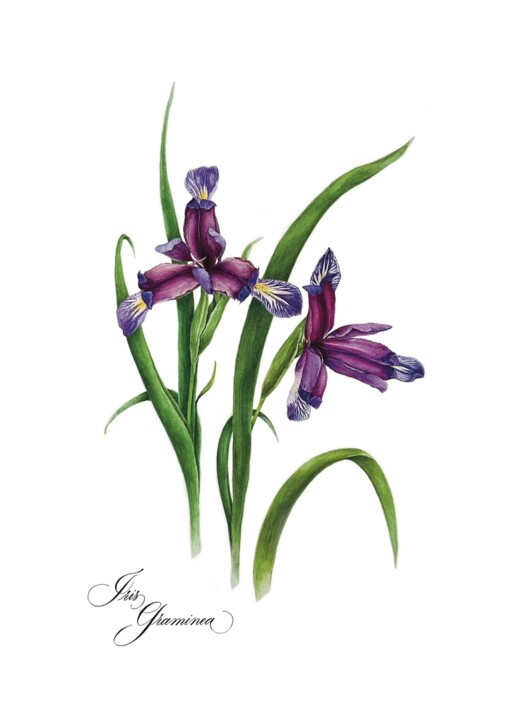 Painting titled "Iris Graminea" by Olha Mosuzenko, Original Artwork, Watercolor