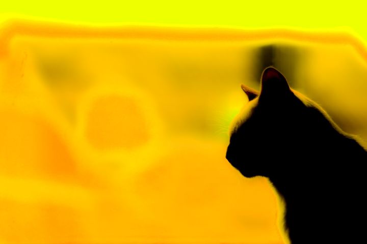 Fotografia intitulada "Gato" por Olimactro, Obras de arte originais, Fotografia digital