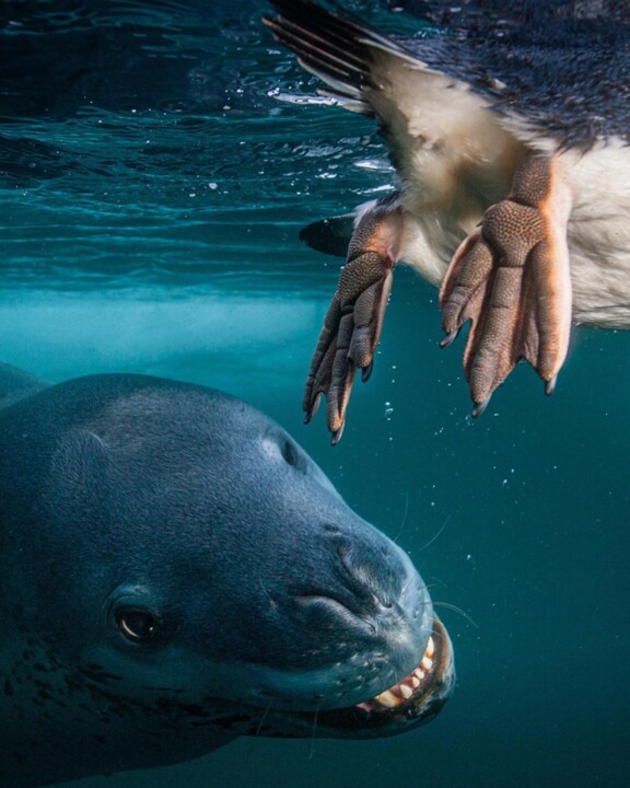 10 фотографов дикой природы, которых вам следует знать