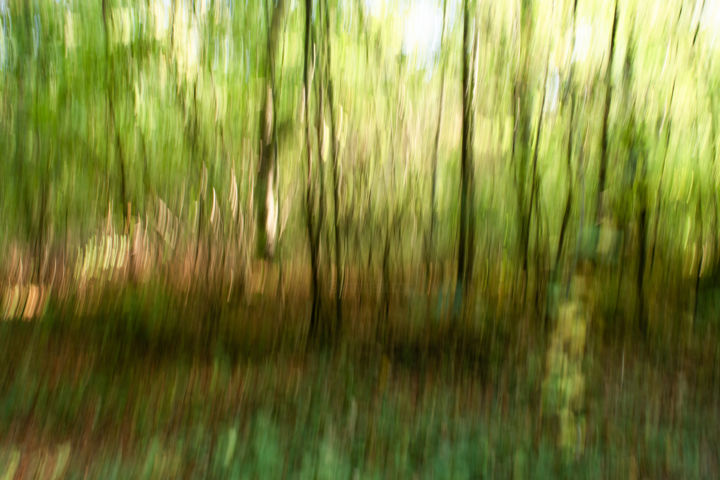 Photography titled "Deep in the forest" by Olivier Gnat, Original Artwork