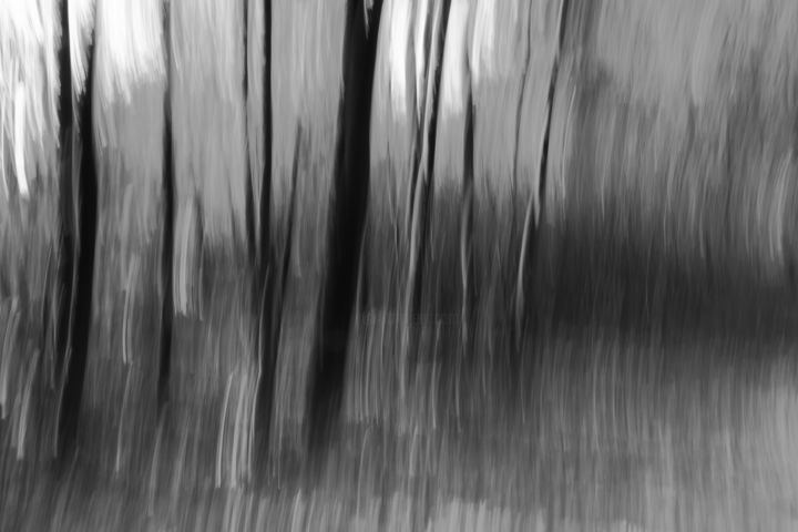 Photography titled "Haunted forest" by Olivier Gnat, Original Artwork