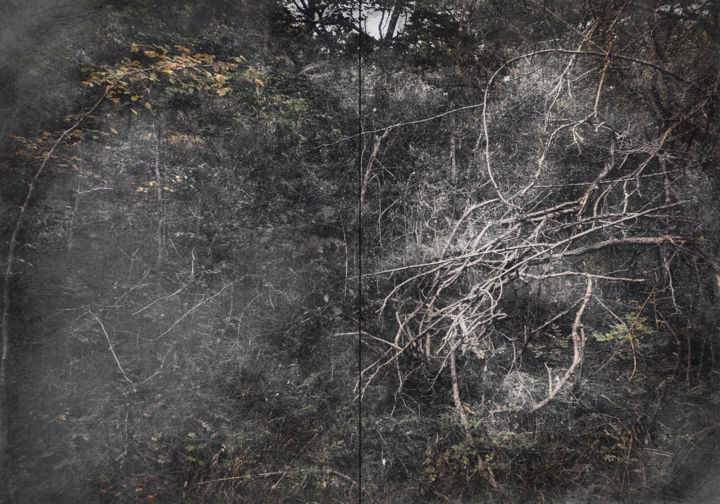 Цифровое искусство под названием "Forest 1" - Olivier Gilet, Подлинное произведение искусства, Цифровая фотография