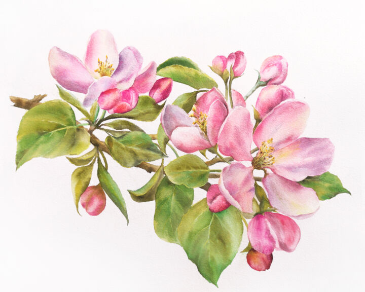 绘画 标题为“Sakura, cherry blos…” 由Olya Grigorevykh, 原创艺术品, 水彩