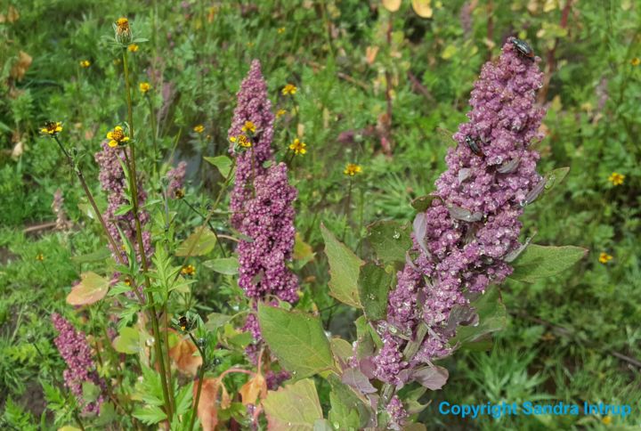 Photography titled "QUINOA REICHTUM GES…" by Omsurya Sandra Inti Ruphay, Original Artwork