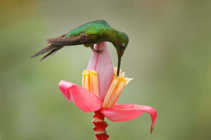 Фотография под названием "Hummingbird" - Ondrej Prosicky, Подлинное произведение искусства, Цифровая фотография