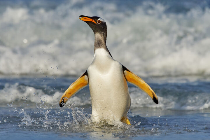 Fotografía titulada "Splashing Penguin" por Ondrej Prosicky, Obra de arte original, Fotografía digital