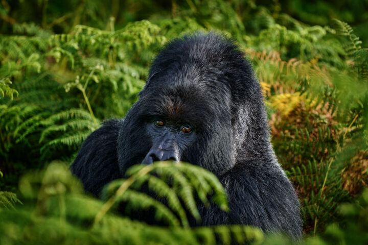 "Gorilla Watching" başlıklı Fotoğraf Ondrej Prosicky tarafından, Orijinal sanat, Dijital Fotoğrafçılık