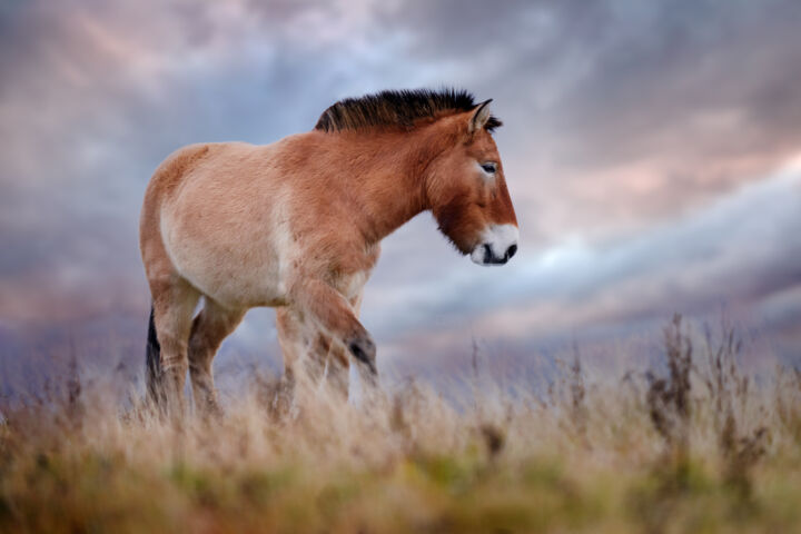 Photography titled "The horse of Mongol…" by Ondrej Prosicky, Original Artwork, Digital Photography
