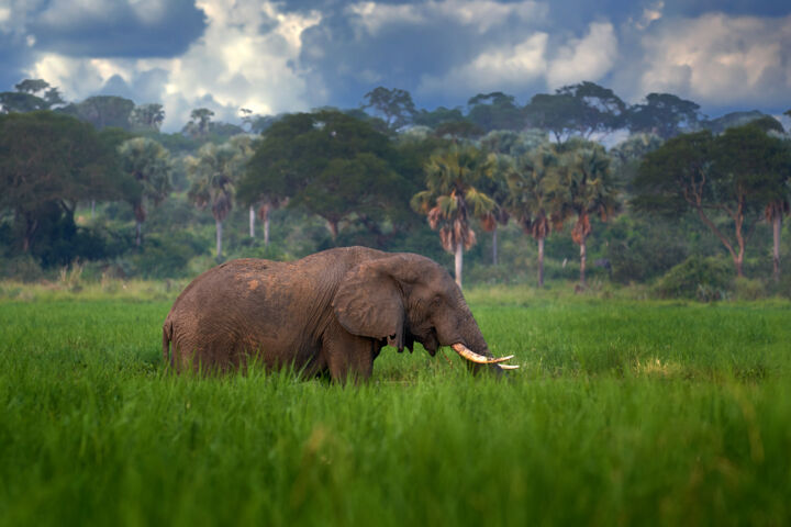 Photography titled "Elephant in Murchis…" by Ondrej Prosicky, Original Artwork, Digital Photography