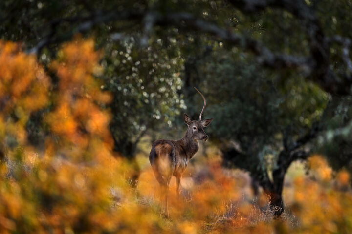 Photography titled "Red Deer in Evening…" by Ondrej Prosicky, Original Artwork, Digital Photography