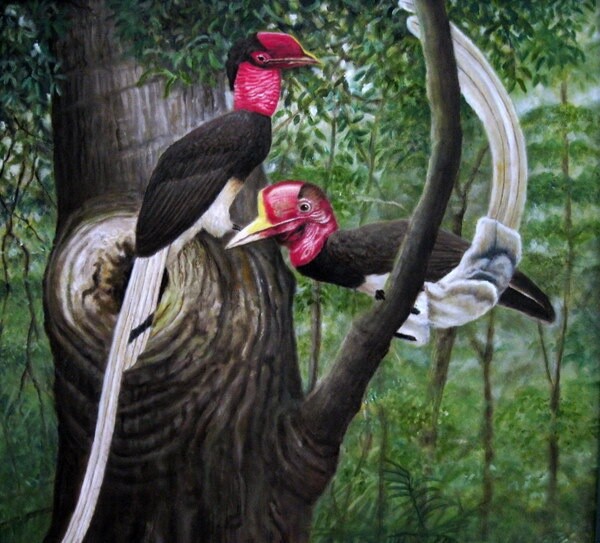 Painting titled "Helmeted Hornbill" by Ong Sookeat, Original Artwork, Oil