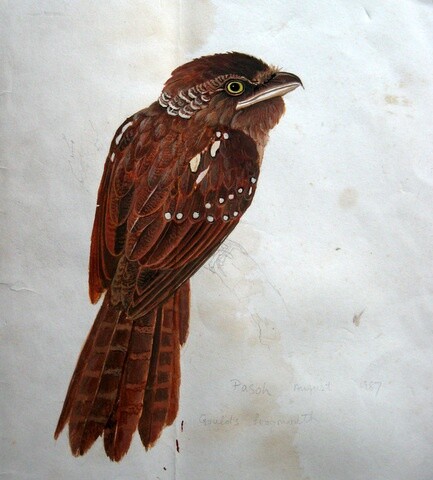 Painting titled "Gould's Frogmouth" by Ong Sookeat, Original Artwork, Oil