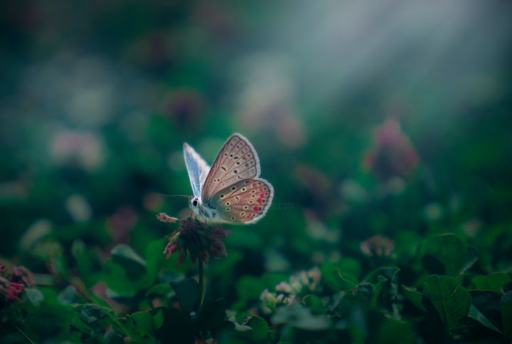 Fotografie getiteld "Butterfly Effect" door Onur Yumlu, Origineel Kunstwerk