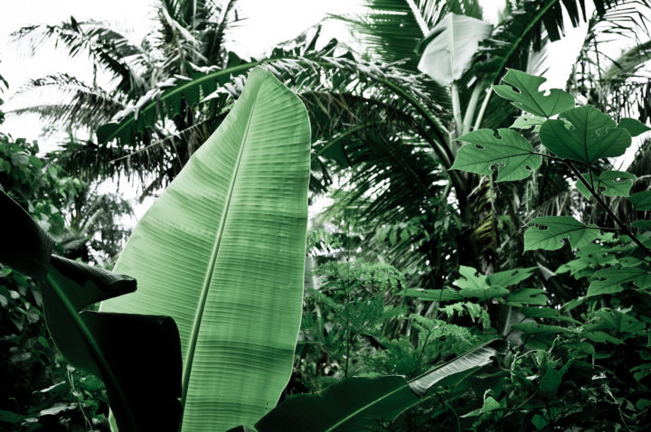 Photographie intitulée "Banana Leaf" par Opelmendoza, Œuvre d'art originale, Photographie numérique
