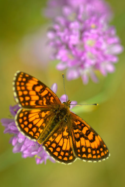 Photography titled "Mélitée du Mélampyr…" by Alain Brasseur, Original Artwork