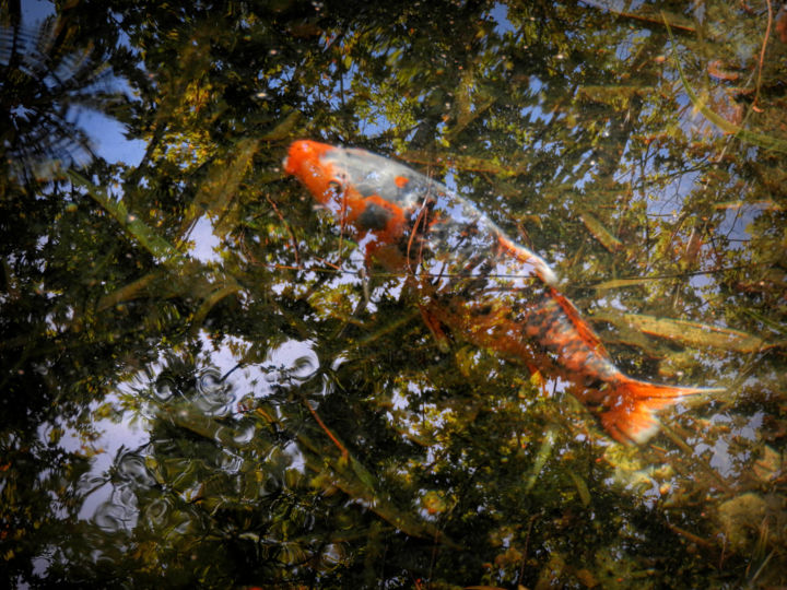 Fotografia intitulada "Au fil de l'eau n°3" por Alain Brasseur, Obras de arte originais