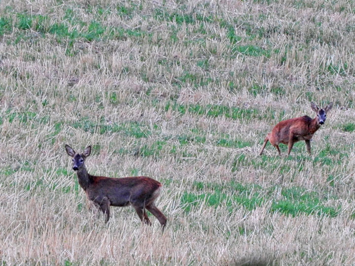 Photography titled "Chevreuils" by Alain Brasseur, Original Artwork