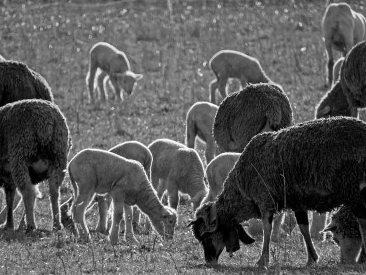 Photography titled "La vie en famille." by Alain Brasseur, Original Artwork